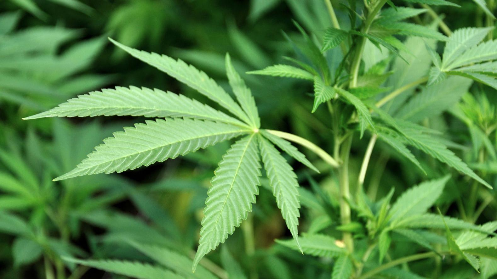 Nueva ley sobre la marihuana entra en vigor el 30 de noviembre, los recursos extra para escuelas tardarán más